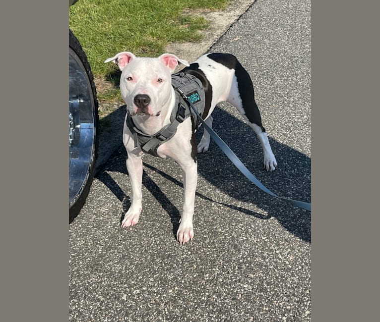 Photo of Turbo, an American Pit Bull Terrier  in Farmingville, New York, USA