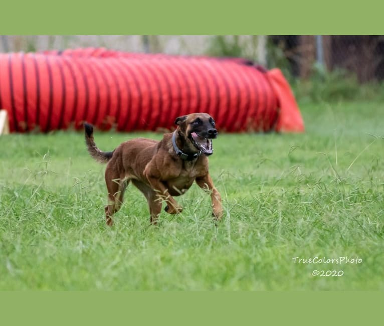 ‘Zilla, a Dutch Shepherd tested with EmbarkVet.com