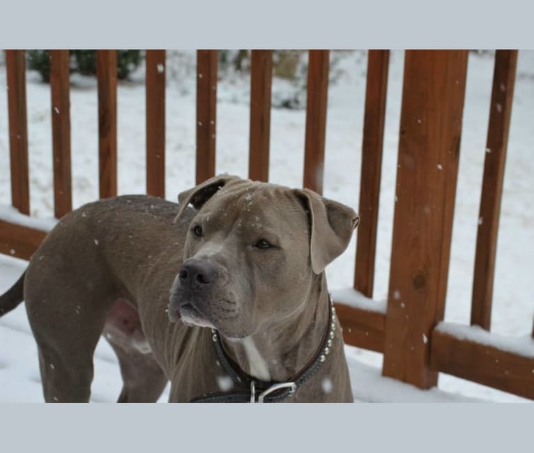 Photo of Niko, an American Pit Bull Terrier, American Staffordshire Terrier, and Boxer mix in North Carolina, USA