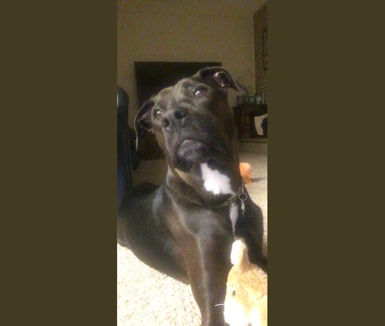 Axel, a Staffordshire Terrier and Rottweiler mix tested with EmbarkVet.com