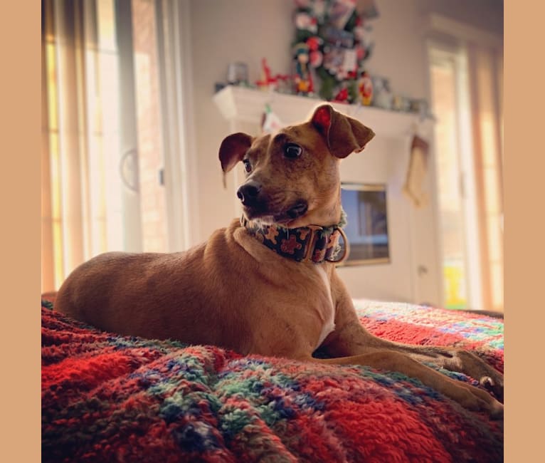 Photo of Arya, an American Pit Bull Terrier, Miniature Pinscher, Beagle, Dachshund, and Mixed mix in Tinley Park, IL, USA