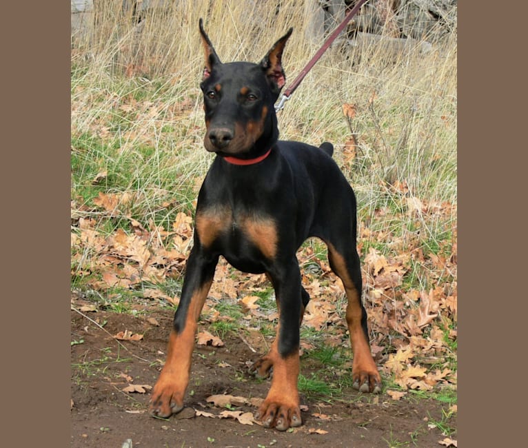 Embark Dog Dna Test Breed