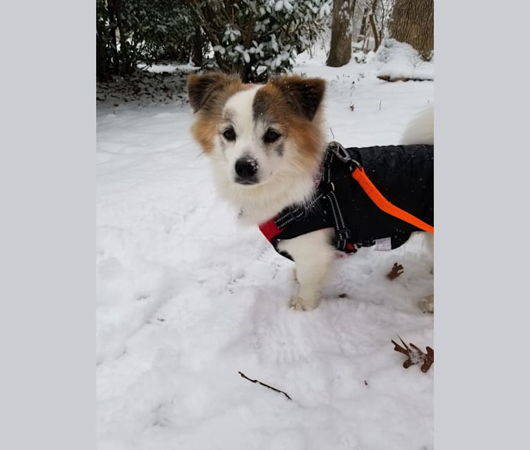 Manny, a Japanese or Korean Village Dog tested with EmbarkVet.com
