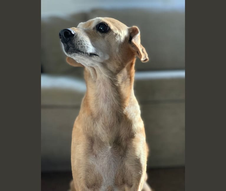 Photo of DD, a Chihuahua, Cocker Spaniel, and Mixed mix in Los Angeles, California, USA