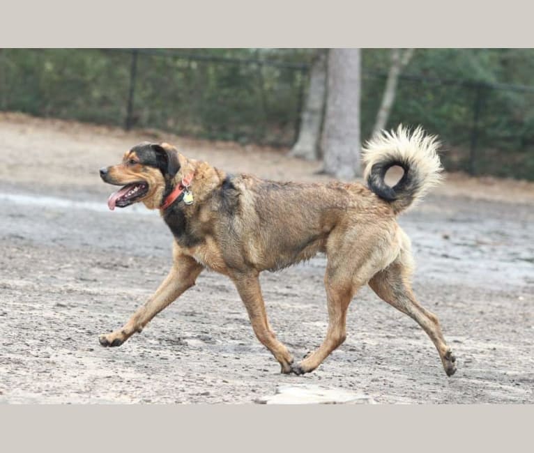 Cooper, a Great Pyrenees and Rottweiler mix tested with EmbarkVet.com