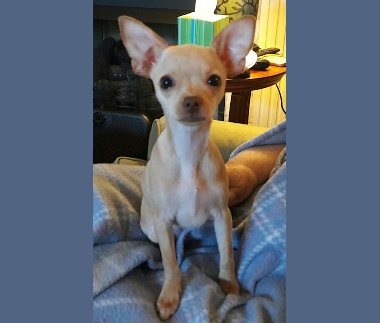 Bambi, a Chihuahua and Poodle (Small) mix tested with EmbarkVet.com