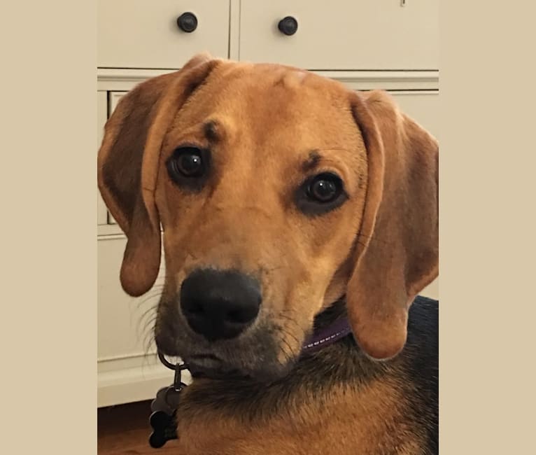 Tater, a Treeing Walker Coonhound and Boxer mix tested with EmbarkVet.com