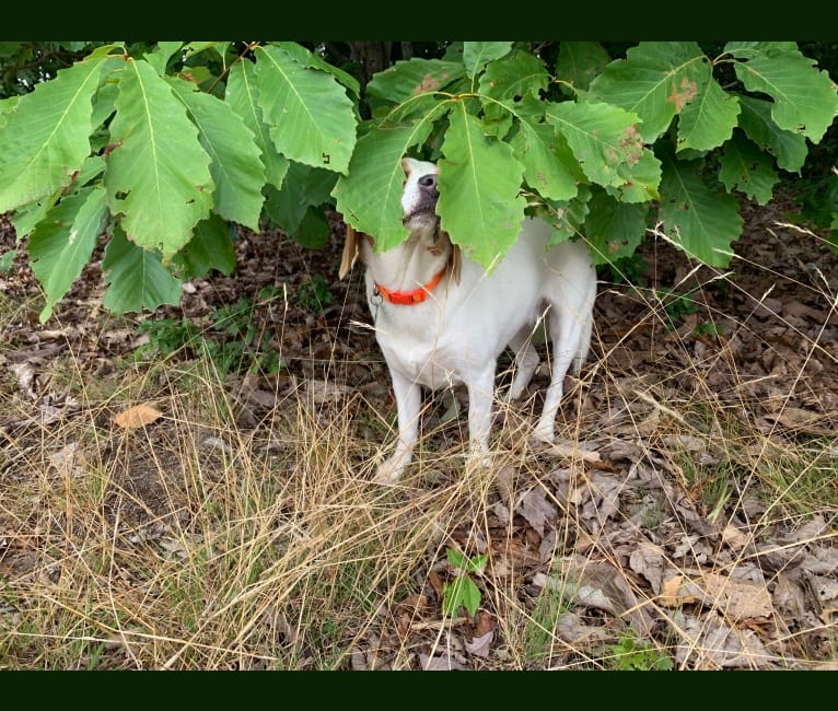 Riley, a Beagle (11.4% unresolved) tested with EmbarkVet.com