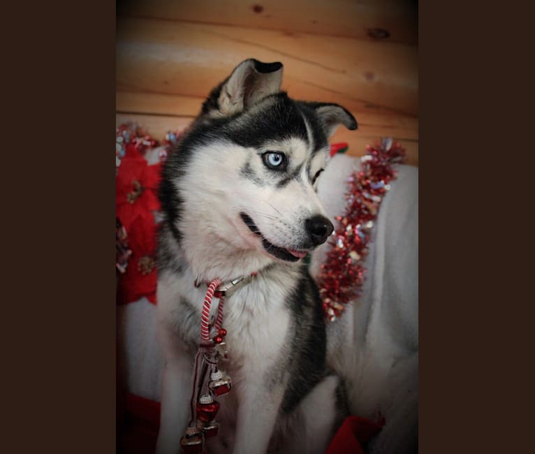 Canyon, an American Eskimo Dog and Siberian Husky mix tested with EmbarkVet.com