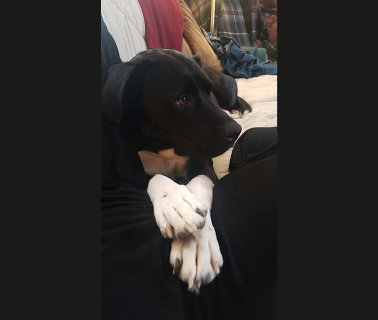 Daisy, a Boxer and Labrador Retriever mix tested with EmbarkVet.com