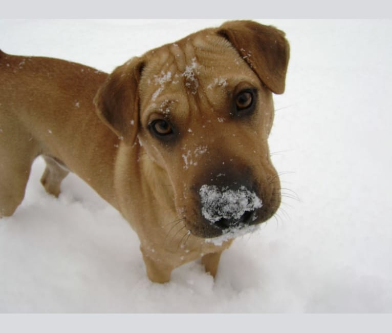 Shar pei 2024 x beagle