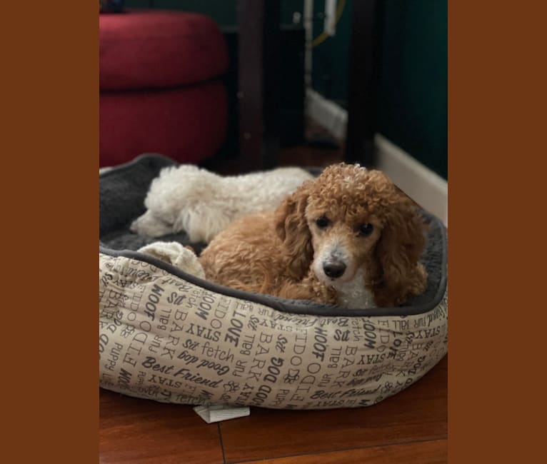 Cutie Pie, a Poodle (Small) and Bichon Frise mix tested with EmbarkVet.com