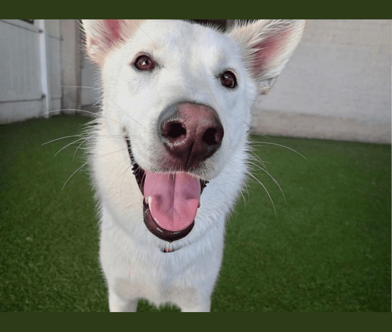 Lenni, a Siberian Husky and German Shepherd Dog mix tested with EmbarkVet.com