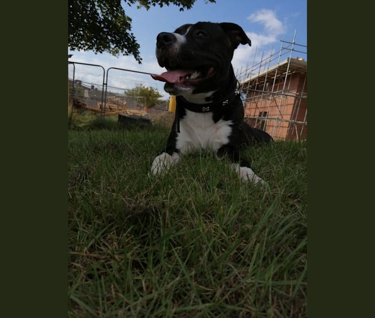 Loki, a Staffordshire Bull Terrier and American Pit Bull Terrier mix tested with EmbarkVet.com