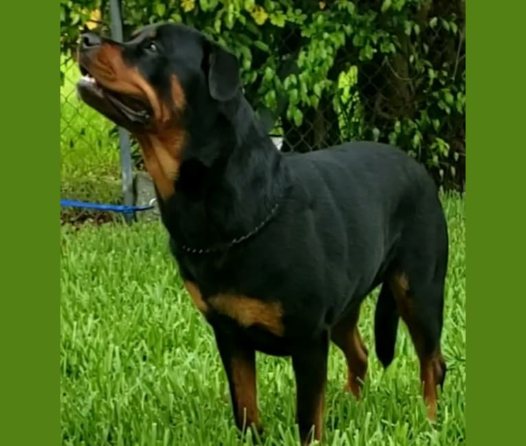 Bella From Kendall Heights, a Rottweiler tested with EmbarkVet.com