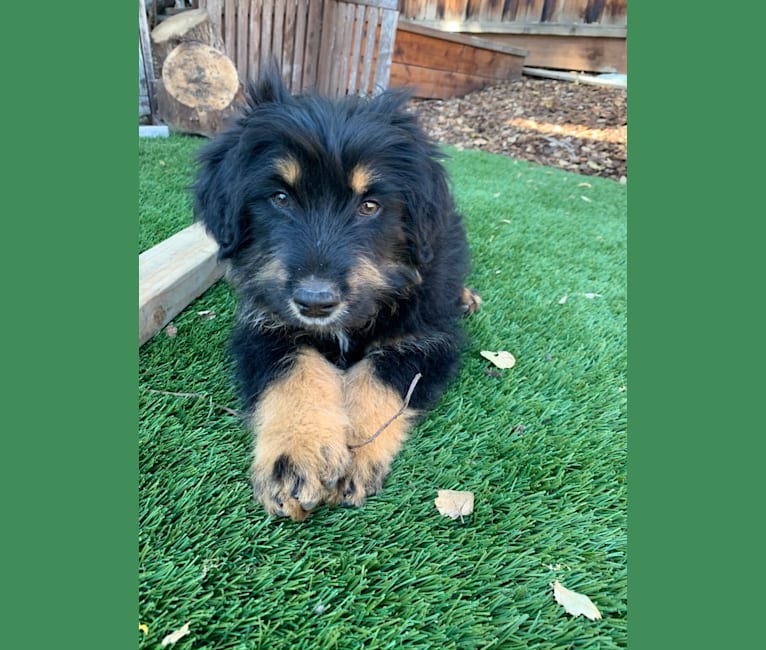 Bella, a Bouvier des Flandres and Bernese Mountain Dog mix tested with EmbarkVet.com