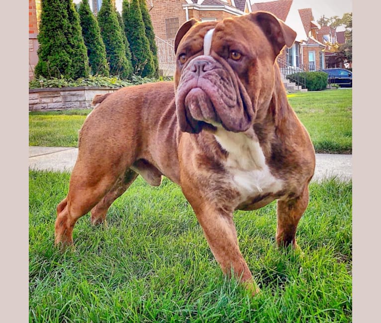 Embark Dog Dna Test Breed