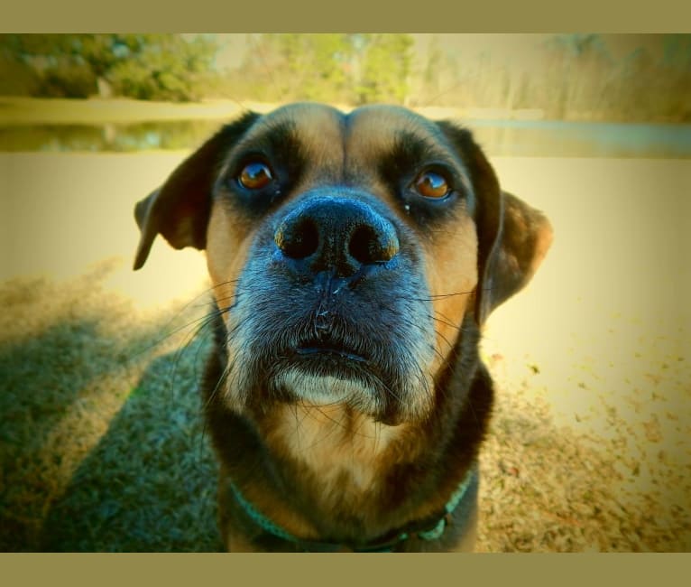 Kruger, a Boxer and Labrador Retriever mix tested with EmbarkVet.com