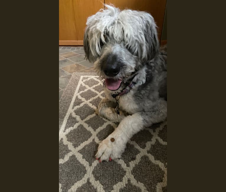English shepherd and poodle mix clearance