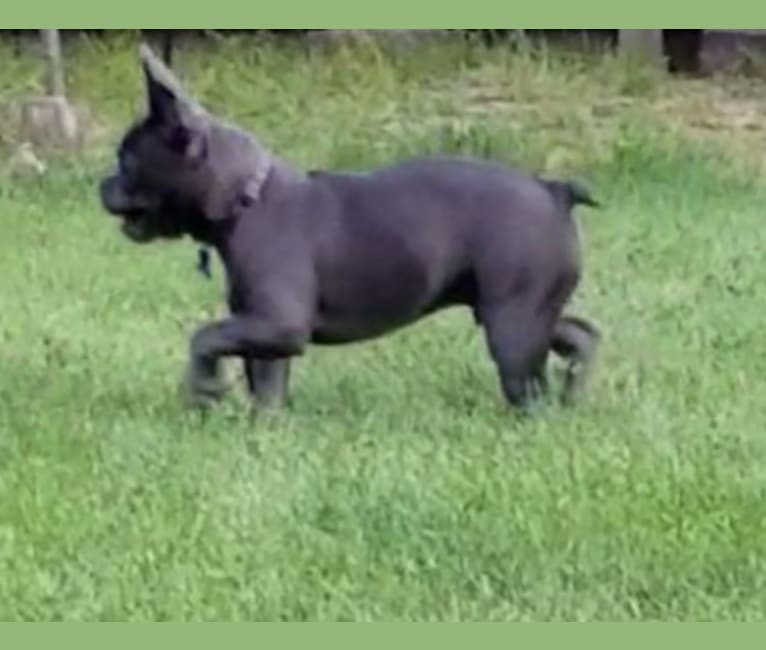 Maxie, a French Bulldog tested with EmbarkVet.com
