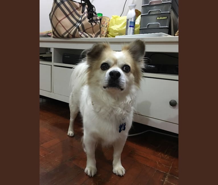 Pollo Shi, an East Asian Village Dog and Pekingese mix tested with EmbarkVet.com