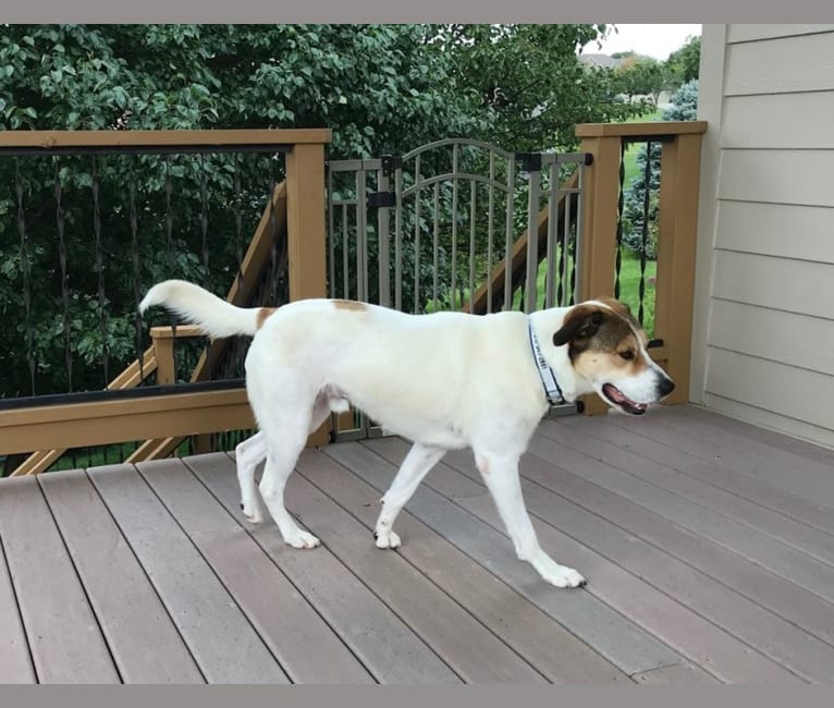 Colt, a Labrador Retriever and American Pit Bull Terrier mix tested with EmbarkVet.com