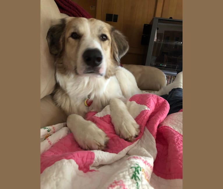 Great pyrenees basset hound mix sales