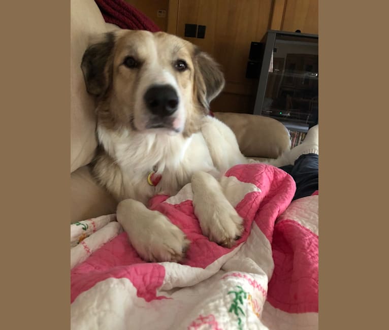 Captain, a Great Pyrenees and American Foxhound mix tested with EmbarkVet.com