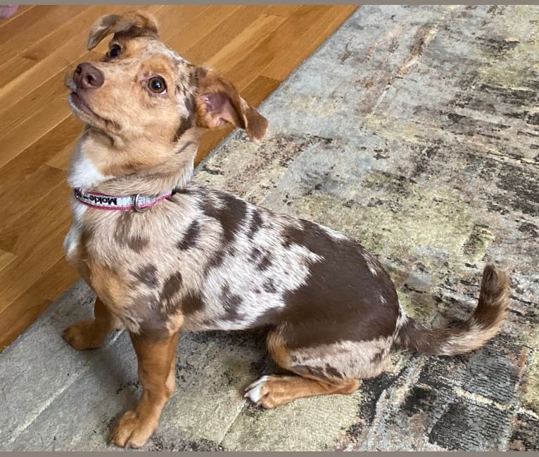 Mokie, a Dachshund and Russell-type Terrier mix tested with EmbarkVet.com