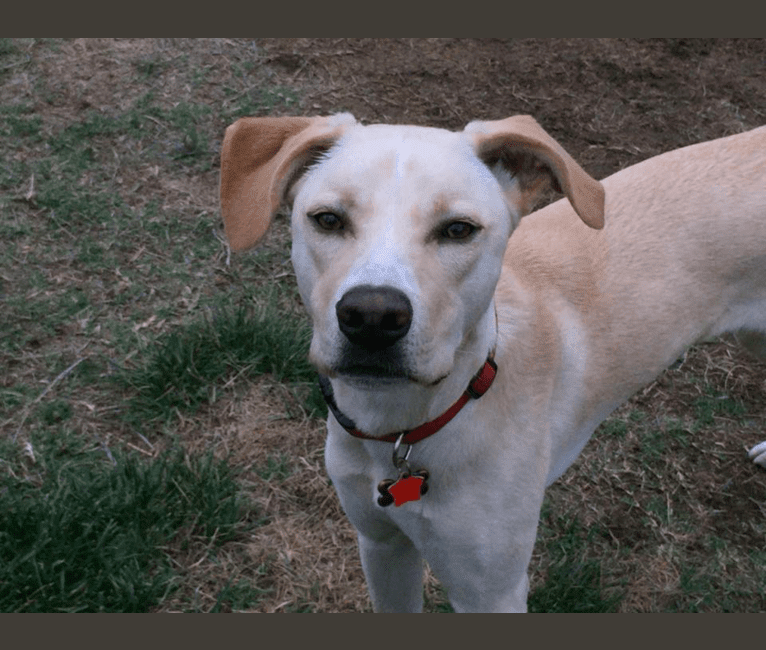 Maui, a German Shepherd Dog and Golden Retriever mix tested with EmbarkVet.com
