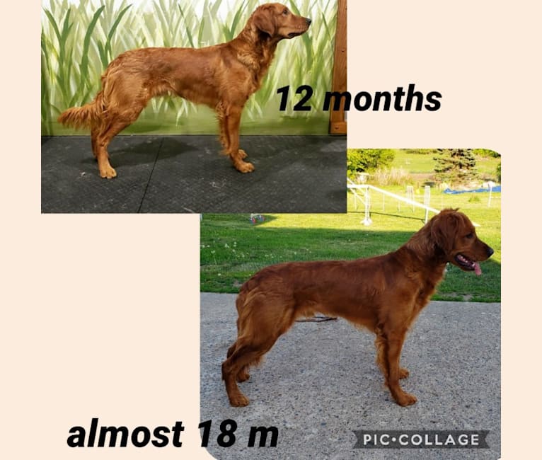 Hohum's Shadow From The Moon, a Golden Retriever tested with EmbarkVet.com