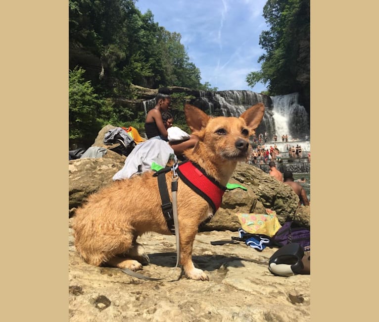 Photo of Dewey Duncan, a Chihuahua, Russell-type Terrier, American Pit Bull Terrier, Miniature Schnauzer, Pekingese, and Mixed mix in St. Thomas, U.S. Virgin Islands
