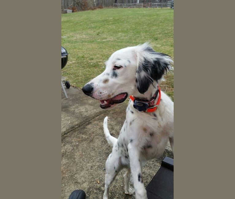 Photo of Lady, a Llewellin Setter  in Mt Airy, Maryland, USA