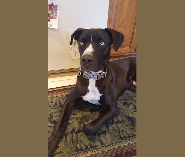 Embark Dog DNA Test Breed