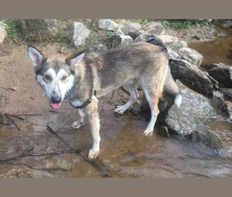 Koda a dog tested with EmbarkVet.com