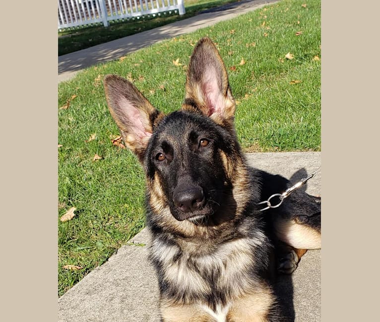 Dare, a German Shepherd Dog tested with EmbarkVet.com