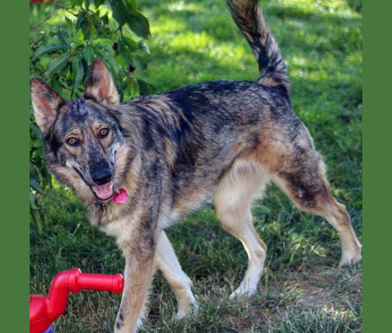 Riley, a German Shepherd Dog and Siberian Husky mix tested with EmbarkVet.com
