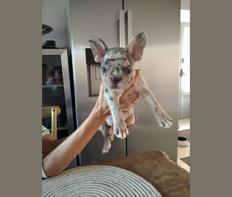 Claude, a French Bulldog tested with EmbarkVet.com