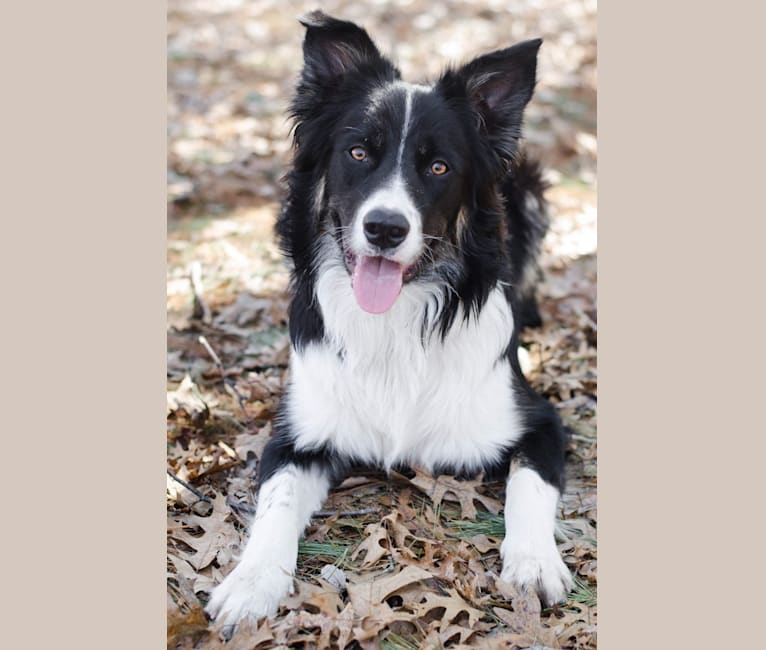 Photo of Jack, a Border Collie and English Shepherd mix in Elkhart Lake, WI, USA