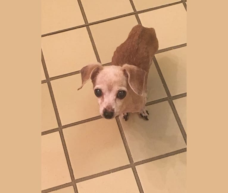 Chihuahua dna 2025