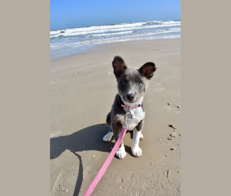 Fizz, an American Pit Bull Terrier and Australian Cattle Dog mix tested with EmbarkVet.com