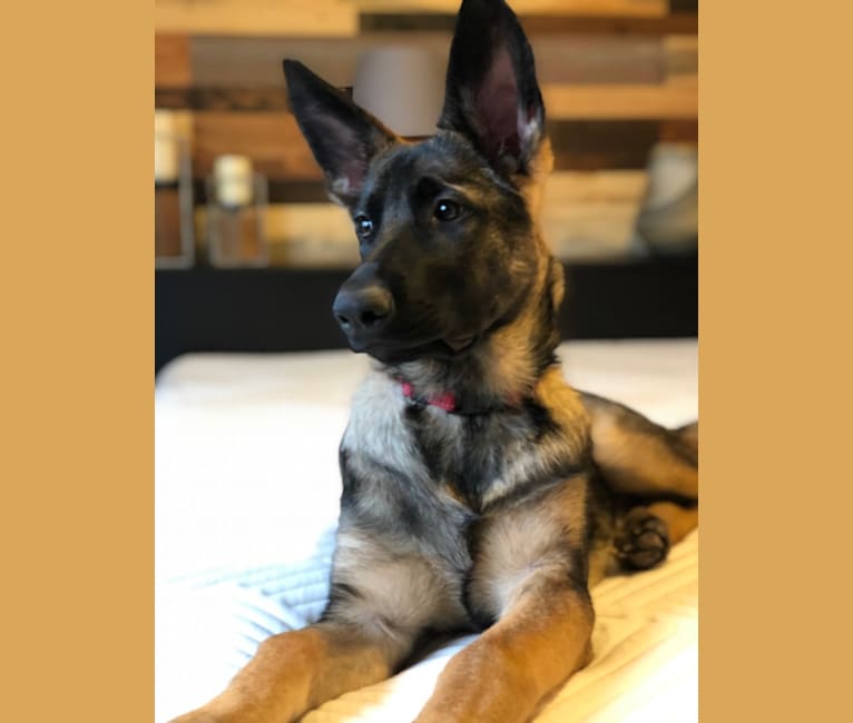 Fiona, a German Shepherd Dog tested with EmbarkVet.com
