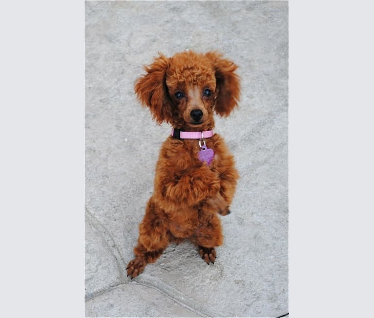 Razzie, a Poodle (Small) tested with EmbarkVet.com