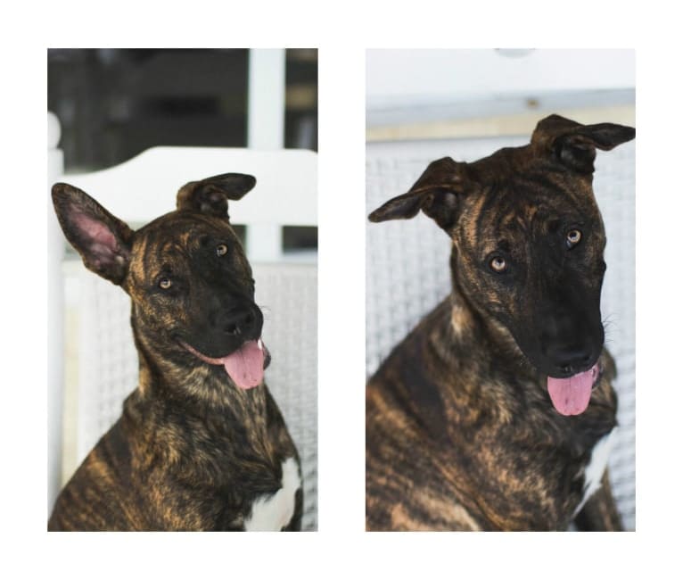 German shepherd cheap brindle pitbull mix
