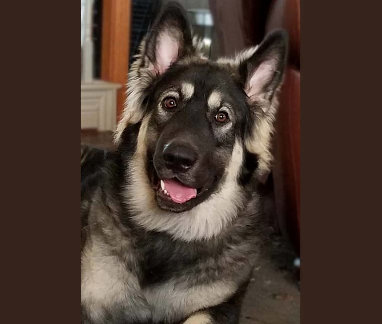 King shepherd cheap malamute mix