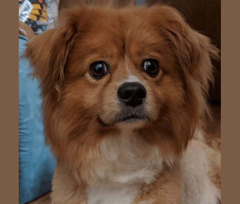 Chow Chow, a Chihuahua and Shih Tzu mix tested with EmbarkVet.com