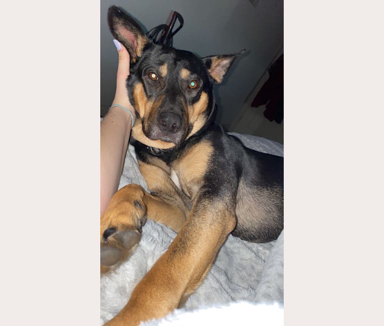 Rottweiler german shepherd pitbull mix shop