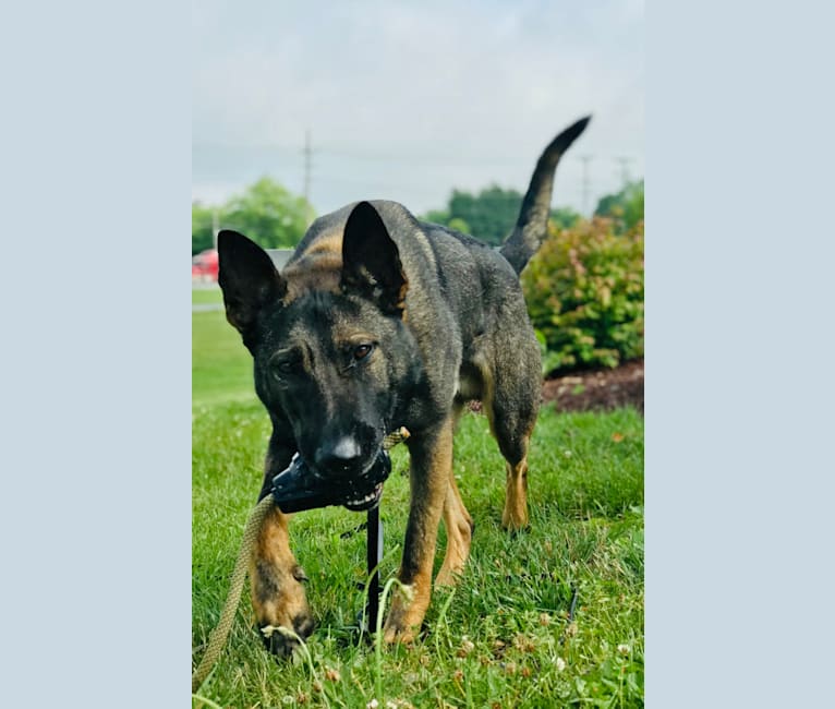 Rex1333, a German Shepherd Dog and Dutch Shepherd mix tested with EmbarkVet.com