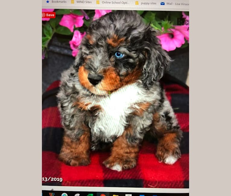 Artie (King Arthur of the Red Barn), a Poodle tested with EmbarkVet.com