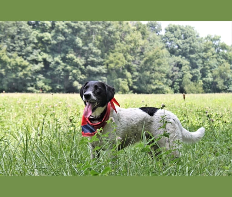Arya, a Labrador Retriever and Boxer mix tested with EmbarkVet.com